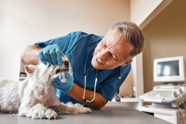 Best Emergency Gum Pain Relief  in Mechanicsburg, OH